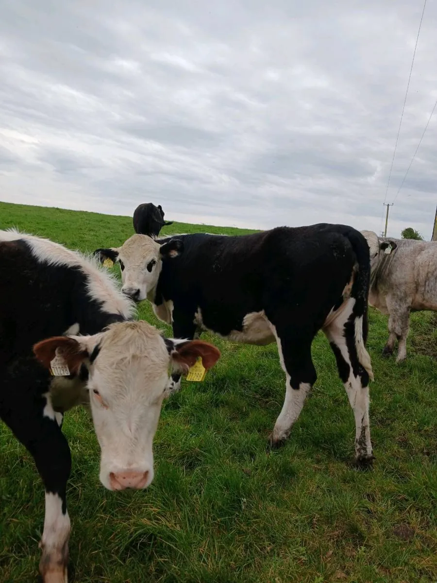 AA heifers - Image 3