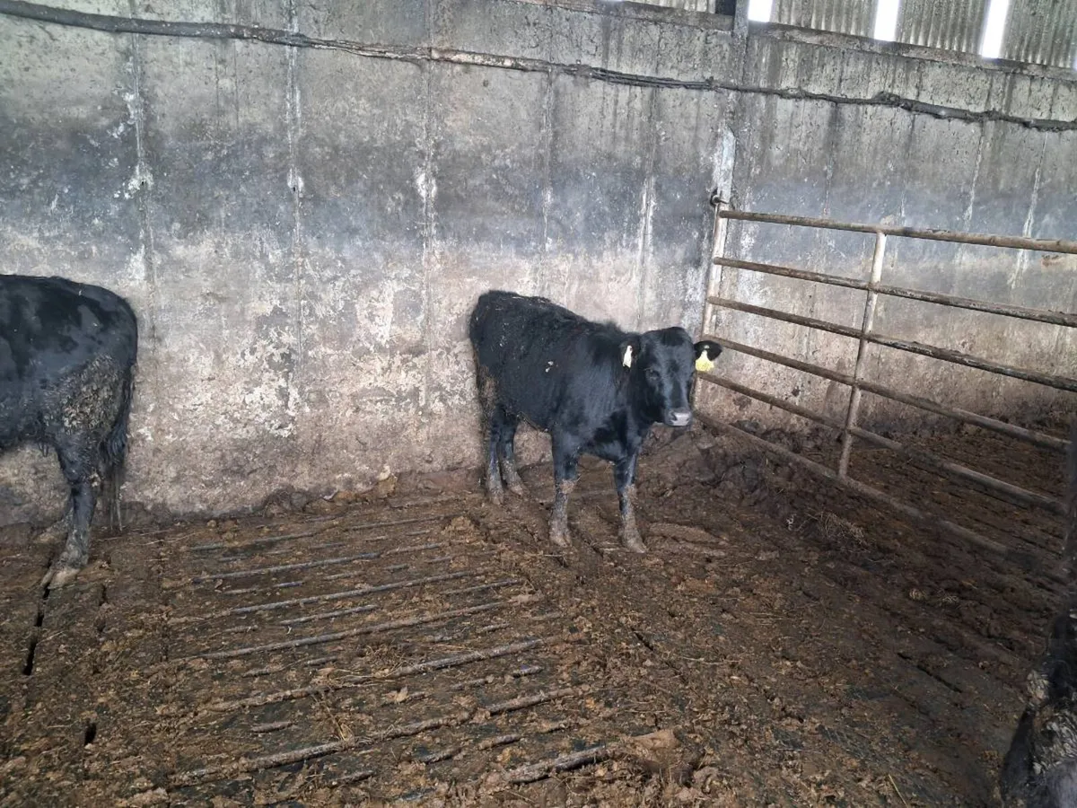 Pure bred Dexter Heifer - Image 2