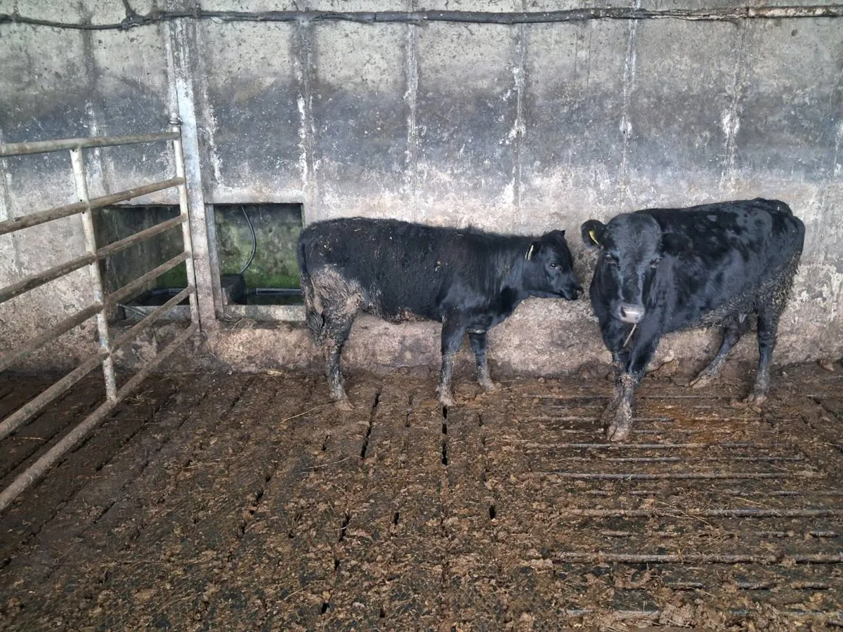 Pure bred Dexter Heifer - Image 3