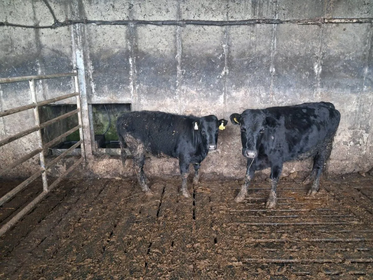 Pure bred Dexter Heifer - Image 4