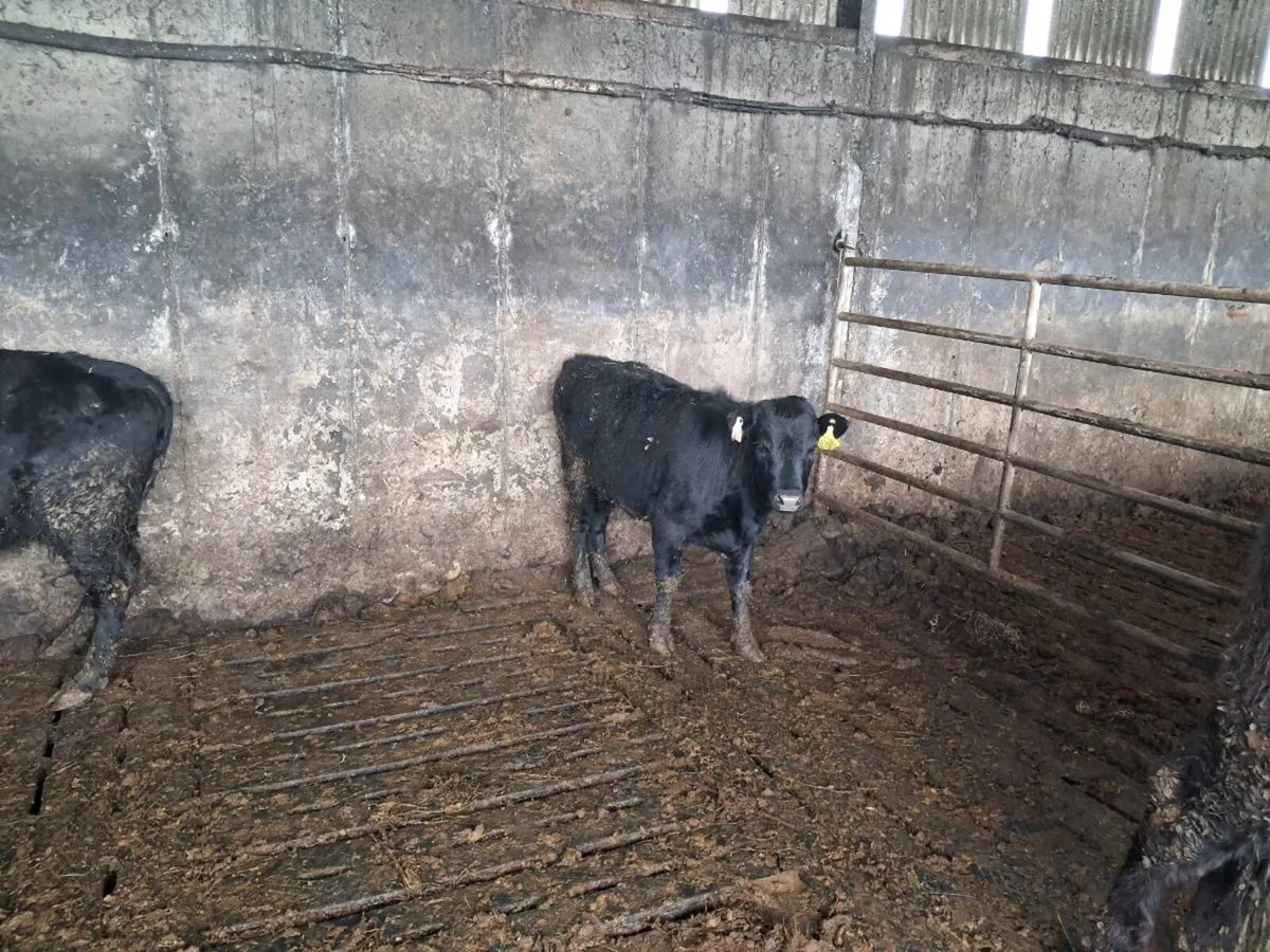 Pure bred Dexter Heifer - Image 1