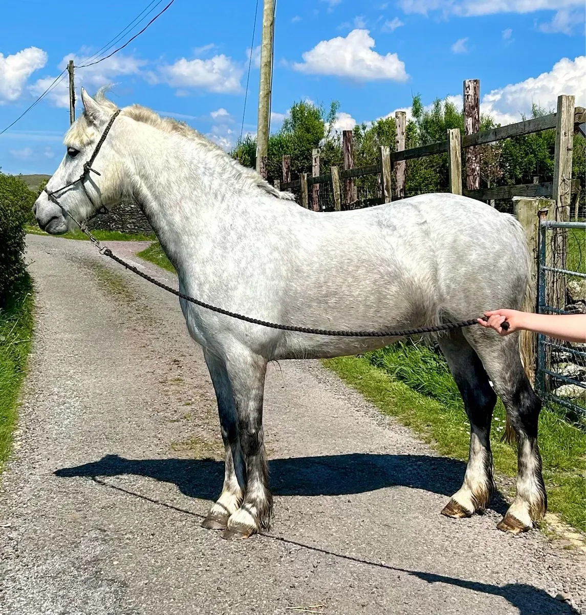 Connemara x cob mare - Image 1