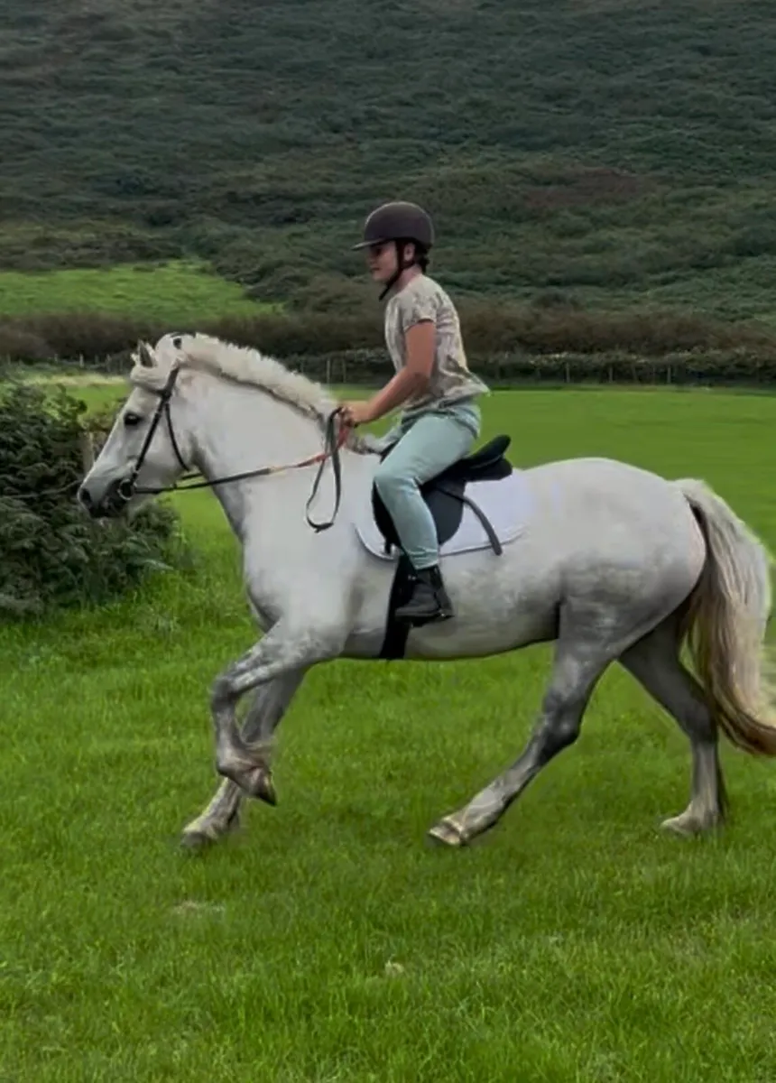Connemara x cob mare - Image 2
