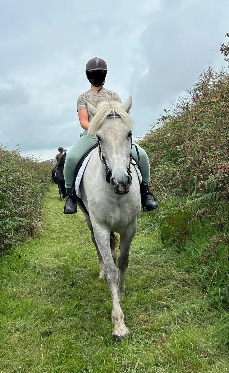 Connemara x cob mare - Image 3