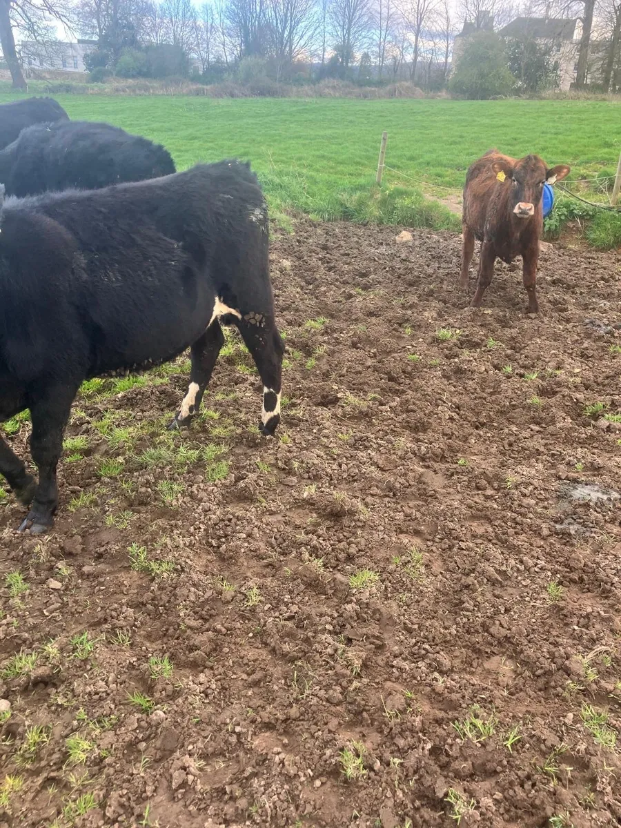 beef  cattle - Image 4