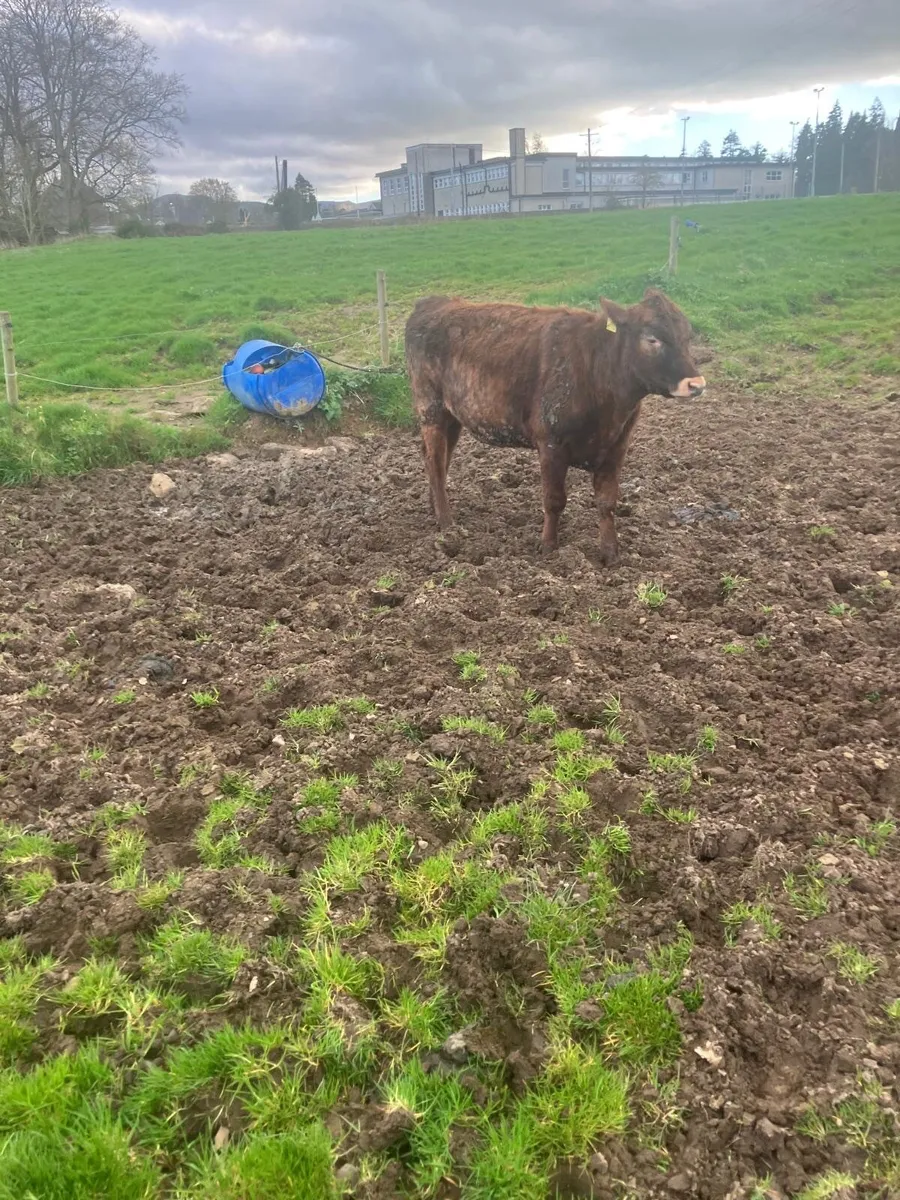 beef  cattle - Image 1