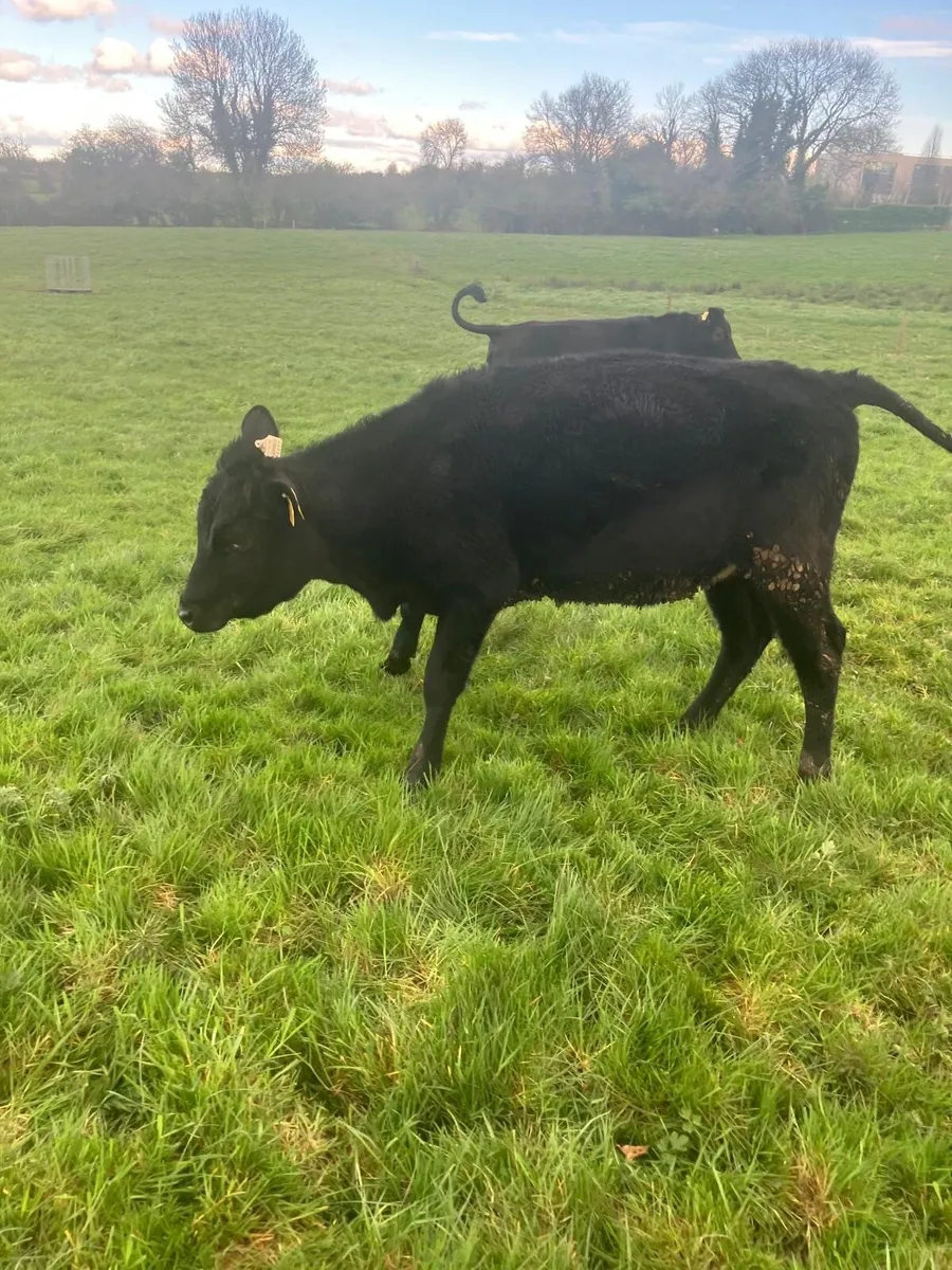 beef  cattle - Image 2