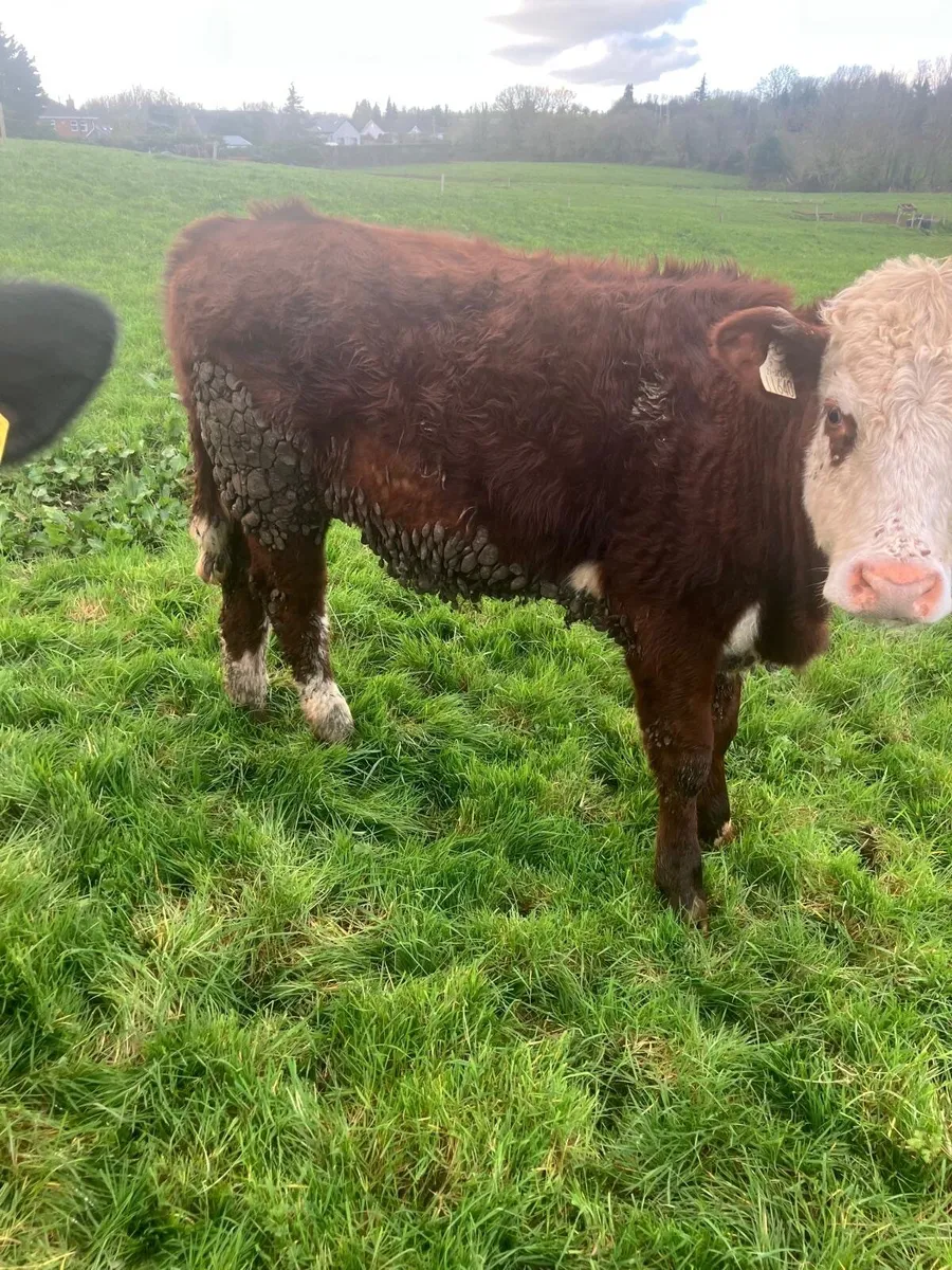 beef  cattle - Image 3