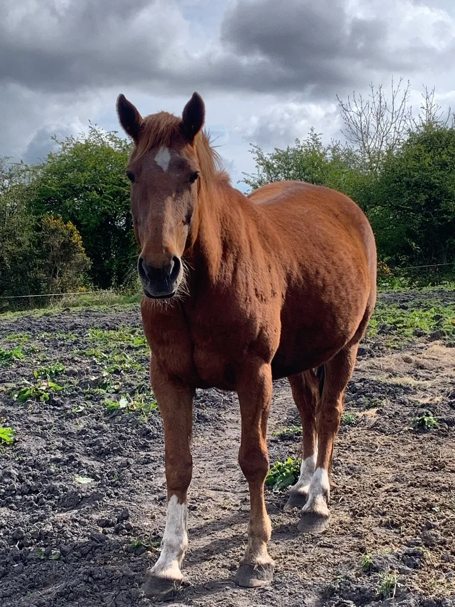 6yr old draught due 10 days - Image 1