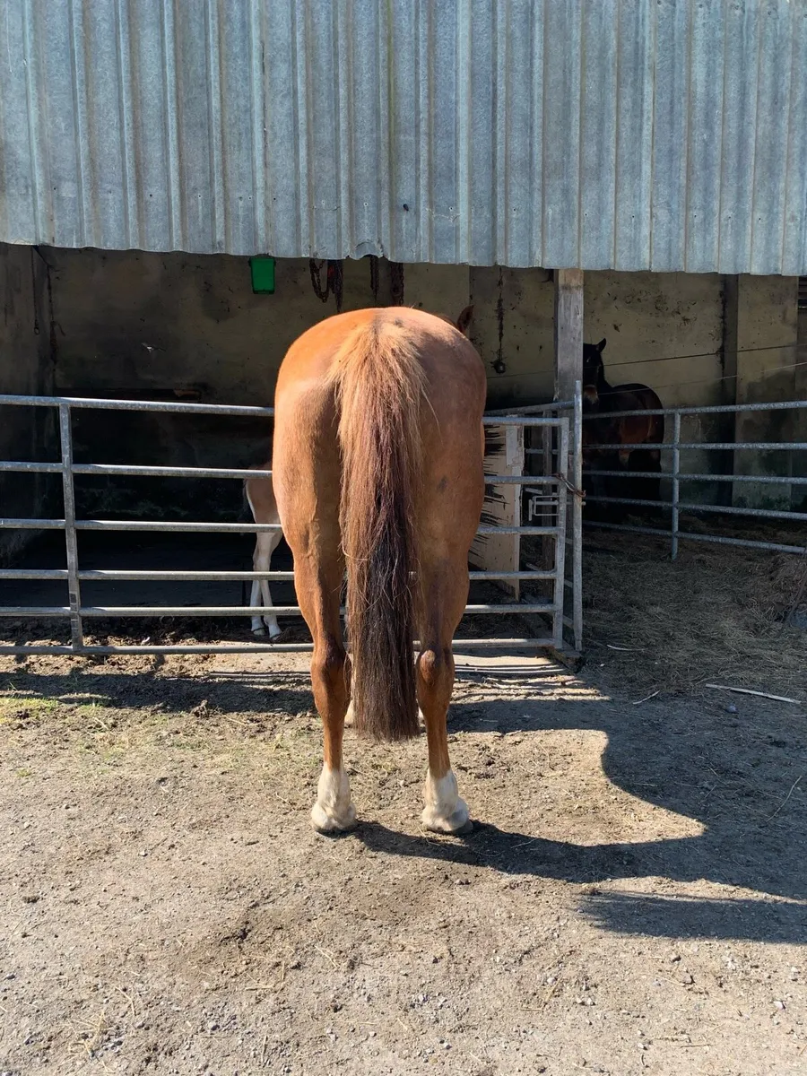 6yr old draught due 10 days - Image 2