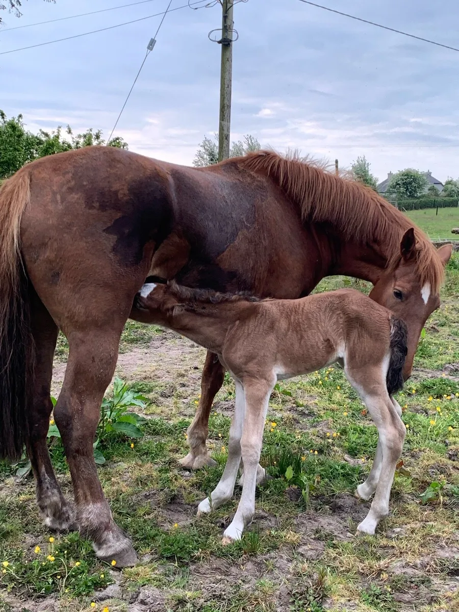 6yr old draught due 10 days - Image 3