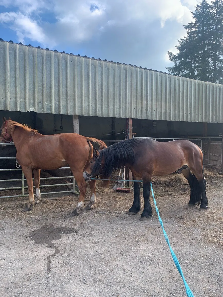 6yr old draught due 10 days - Image 4