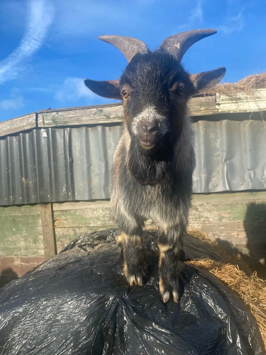Pygmy BUCK Goat - Image 2
