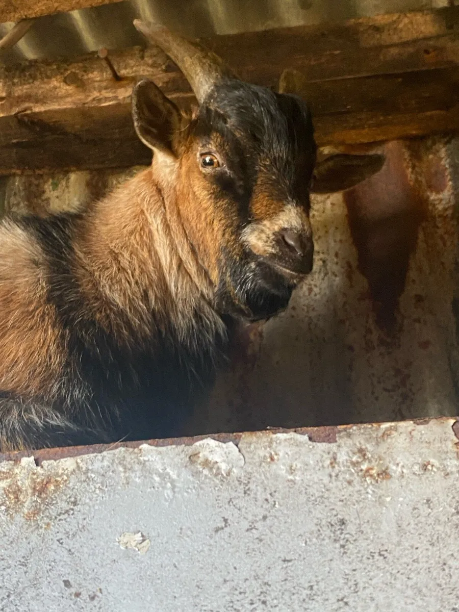 Pygmy BUCK Goat - Image 1