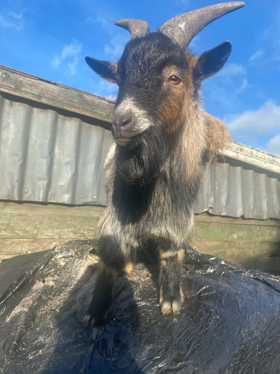 Pygmy BUCK Goat - Image 3