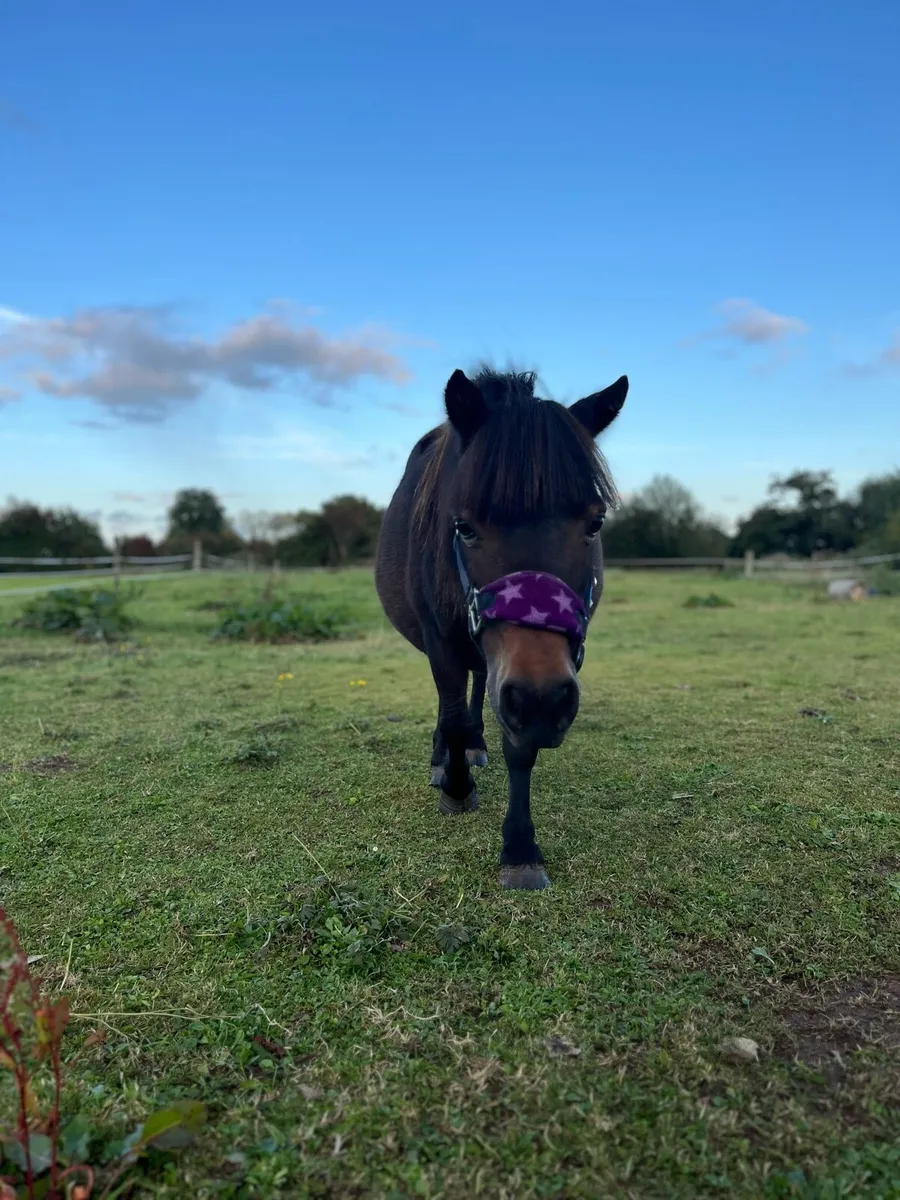 Shetland mare and filly foal - Image 2