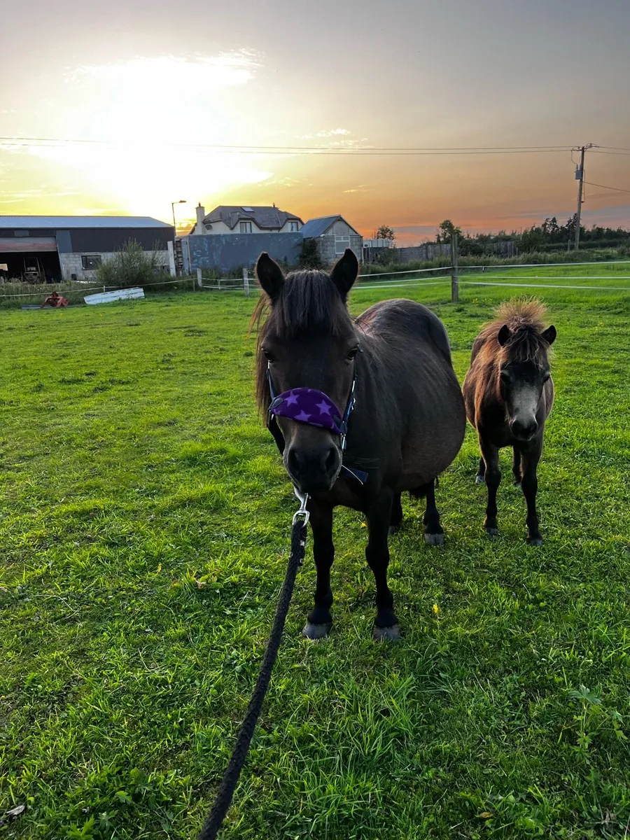 Shetland mare and filly foal - Image 1