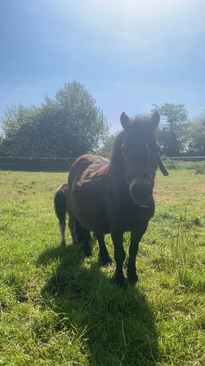 Shetland mare and filly foal - Image 3