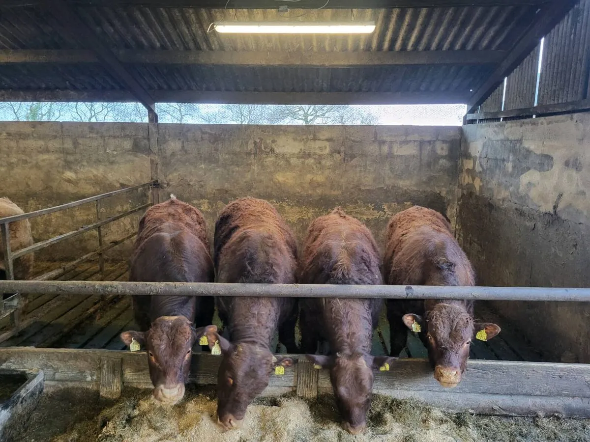 Saler Bulls - Image 1