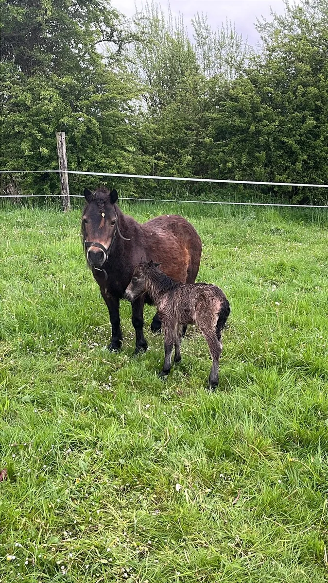 Shetland mare and filly foal - Image 4