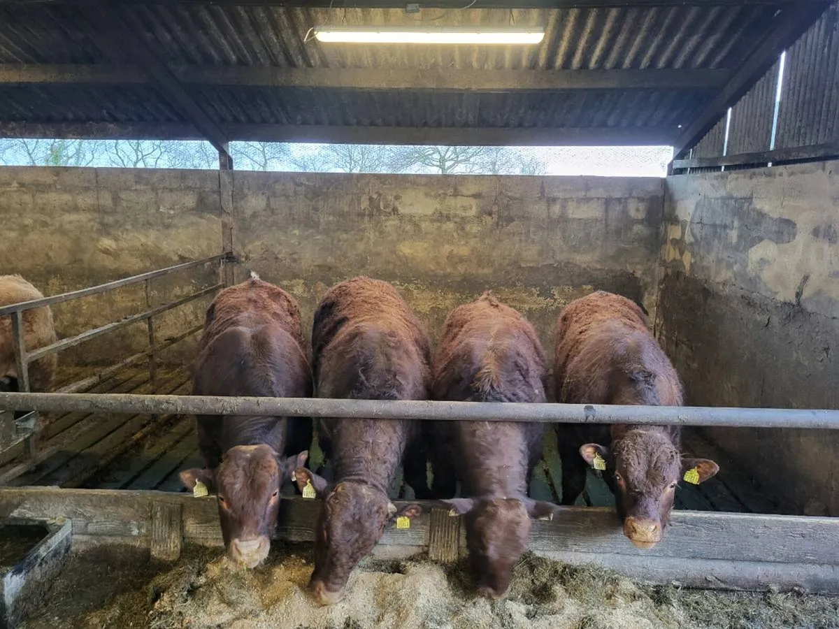 Saler Bulls - Image 2