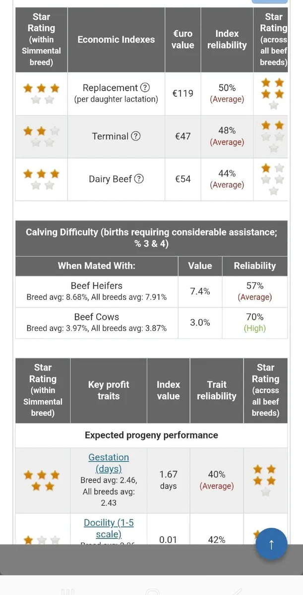 Pedigree simmental bull - Image 4