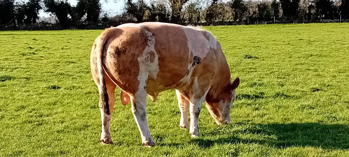 Pedigree simmental bull - Image 1