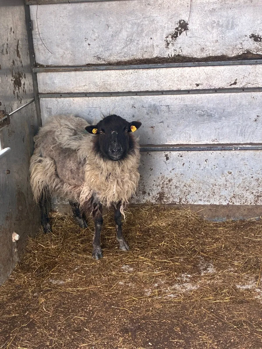 Foster ewe