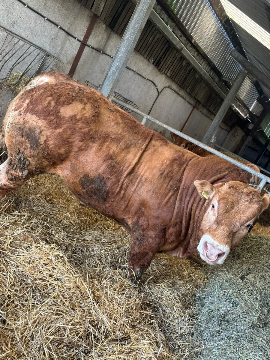 EBY LM pedigree Bull - Image 1