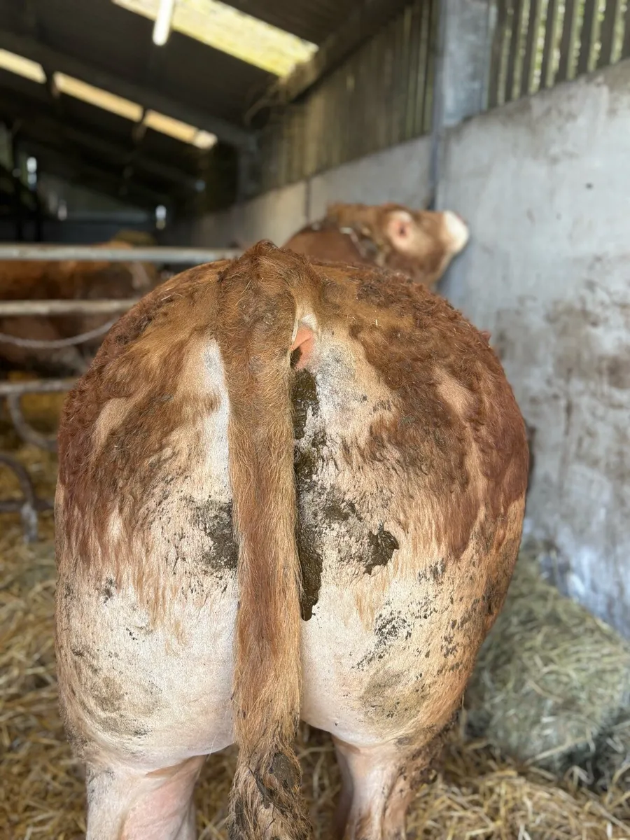 EBY LM pedigree Bull - Image 2