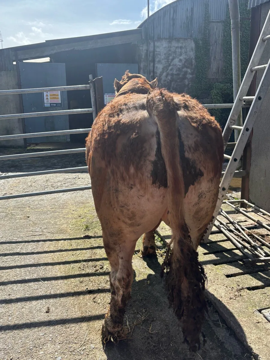 EBY LM pedigree Bull - Image 3