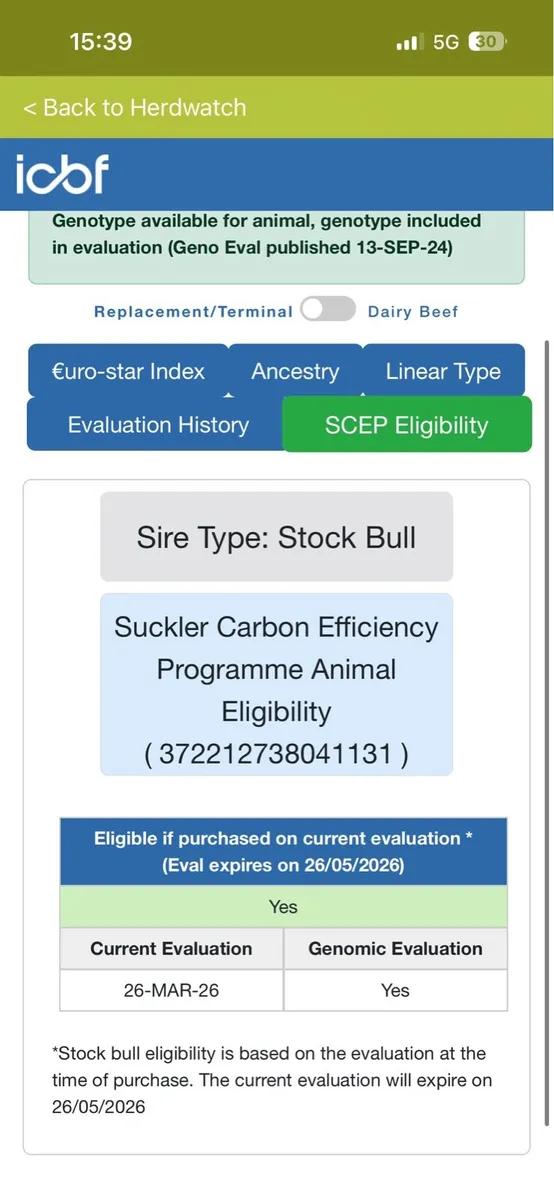 EBY LM pedigree Bull - Image 4