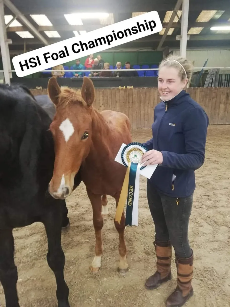 Stallion at stud - Image 4