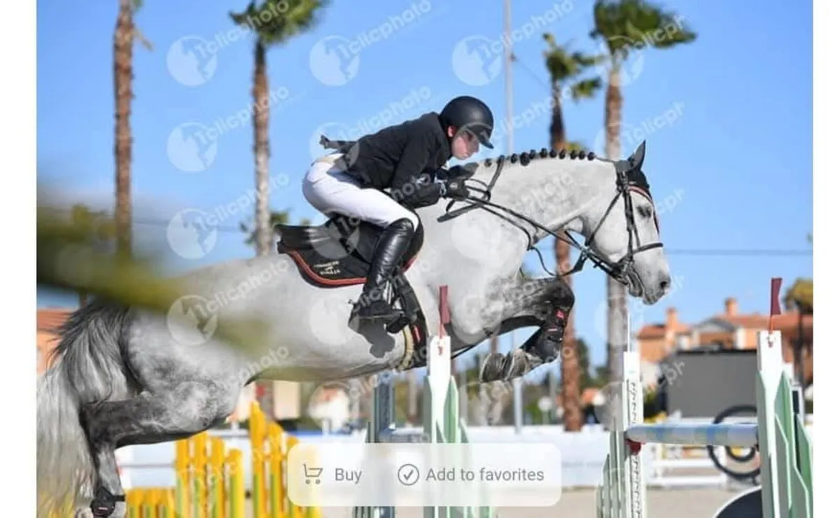 Stallion at stud - Image 2