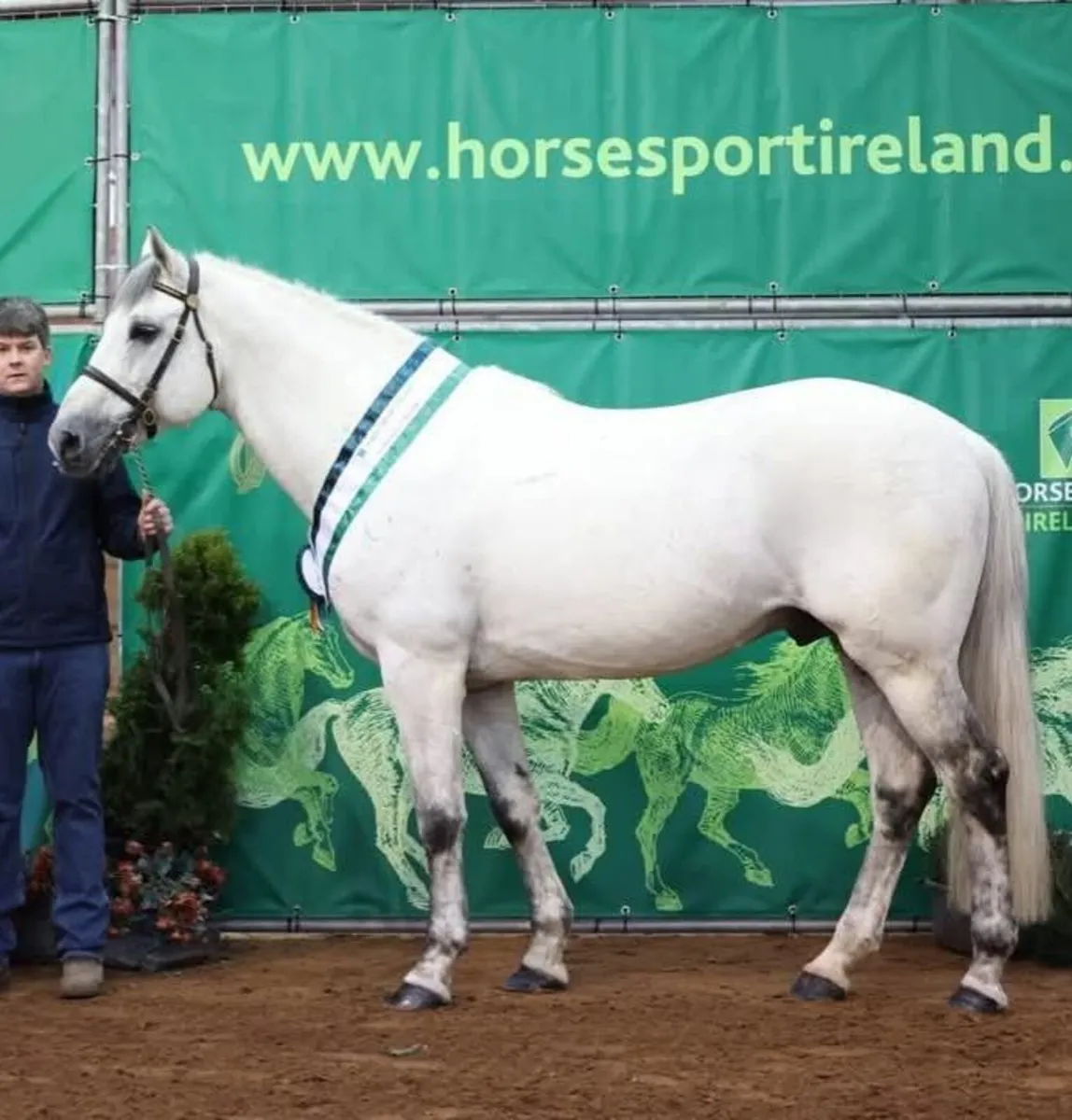 Stallion at stud - Image 3