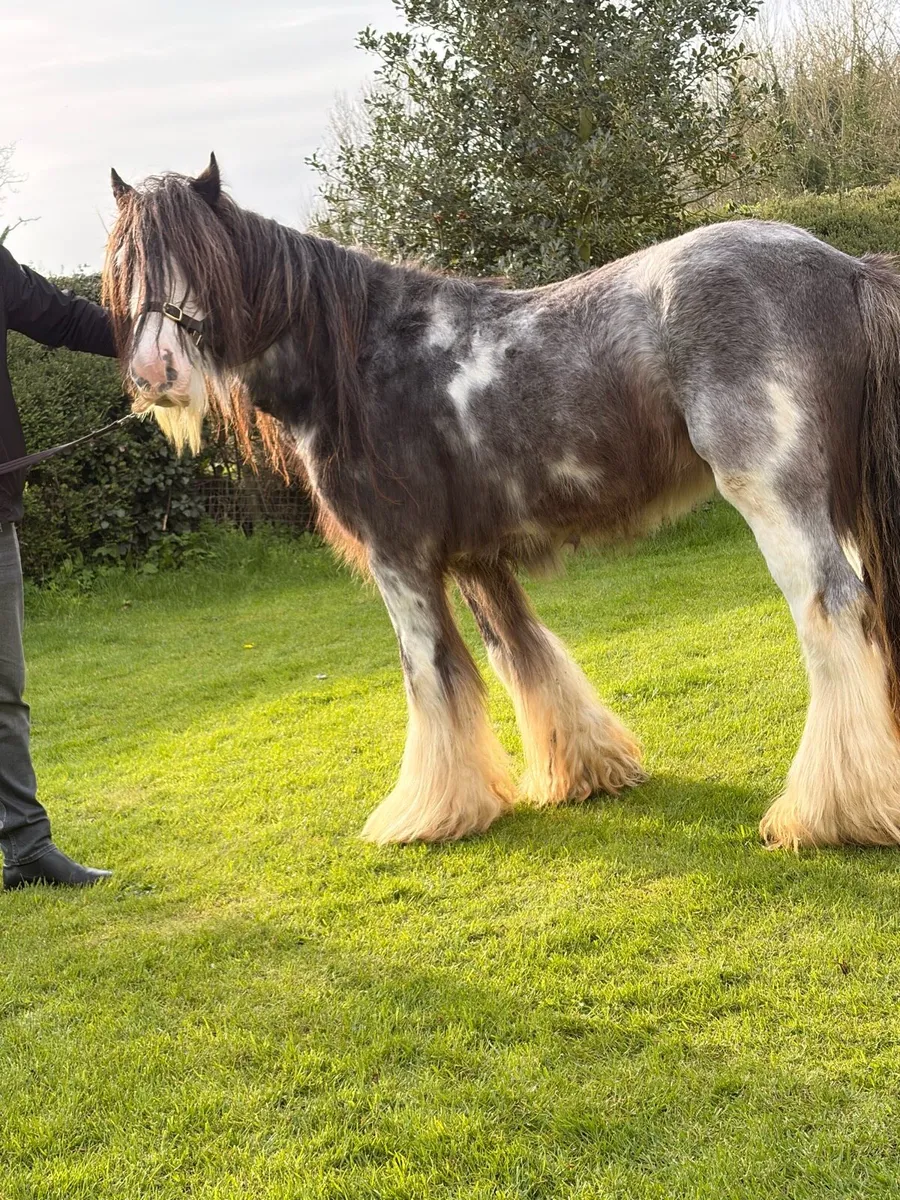 Bombproof 14.1 stallion - Image 2