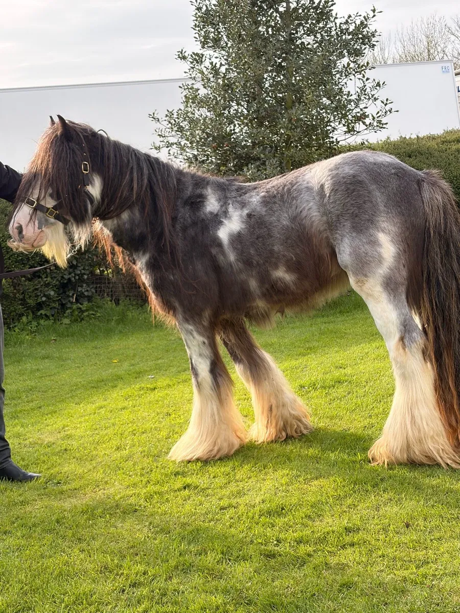 Bombproof 14.1 stallion - Image 3