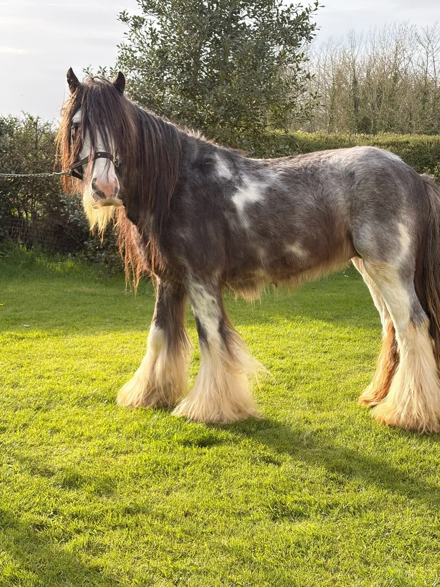 Bombproof 14.1 stallion - Image 4