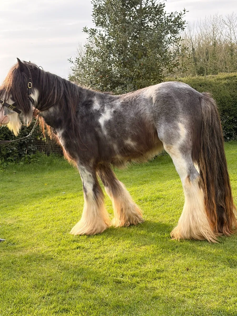 Bombproof 14.1 stallion - Image 1