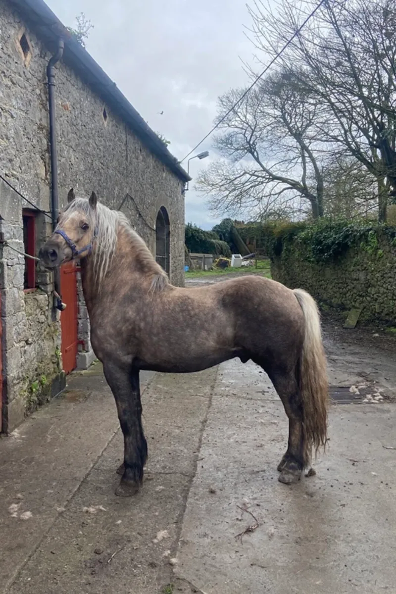 Welsh Section D For Stud - Image 1