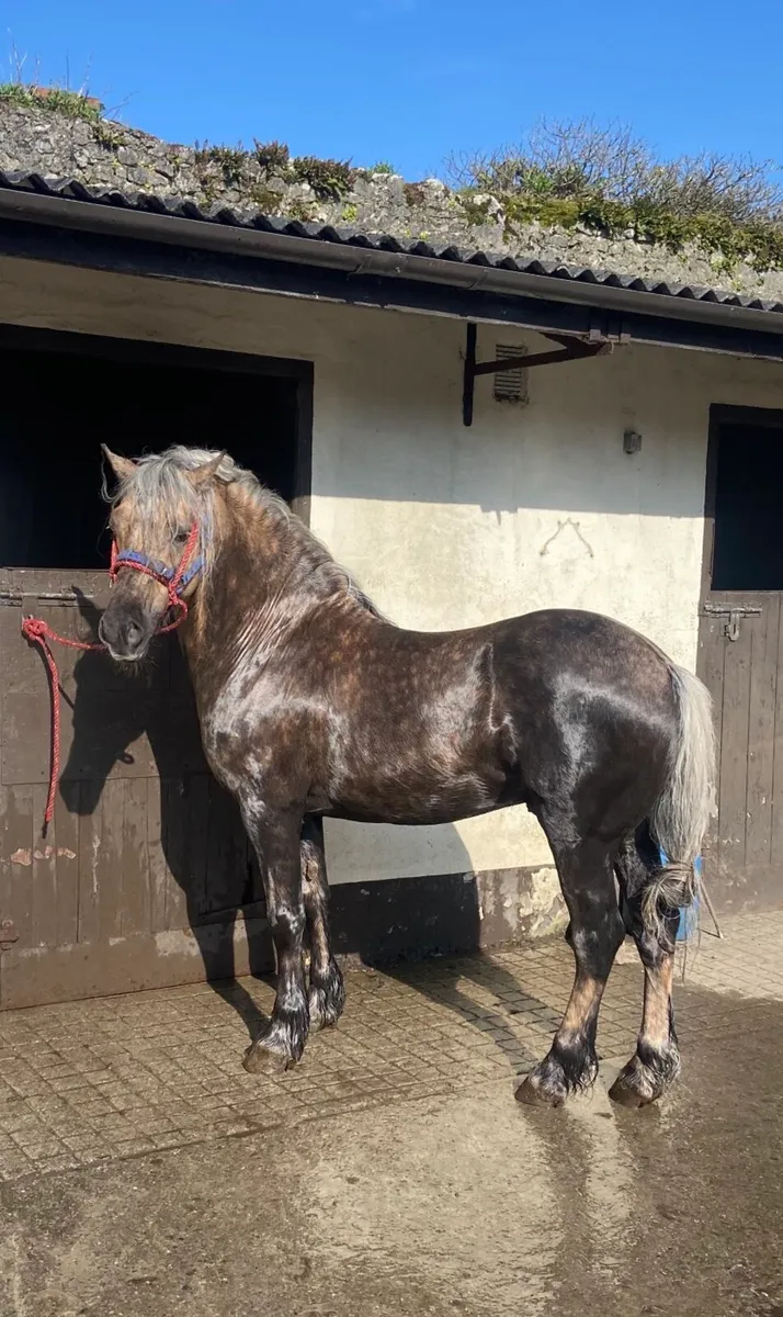 Welsh Section D For Stud - Image 3