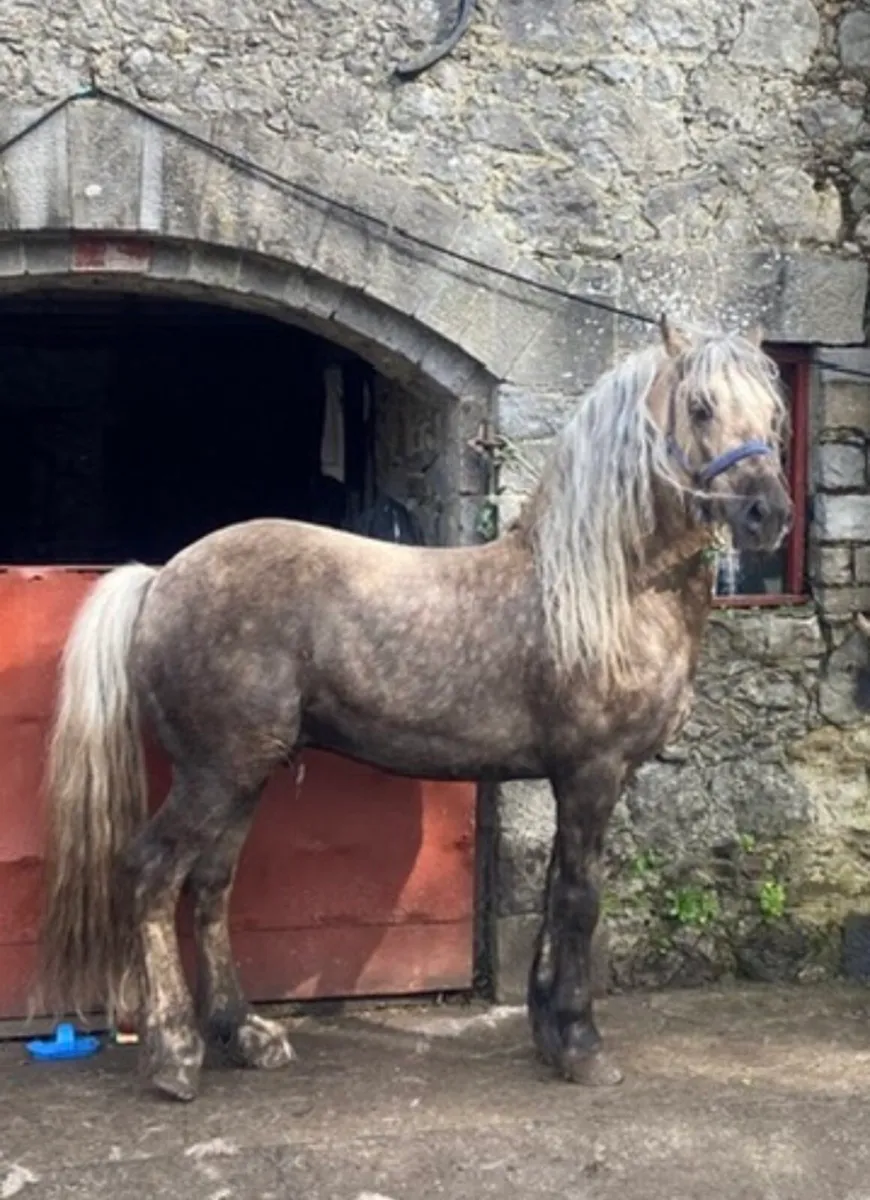 Welsh Section D For Stud - Image 2