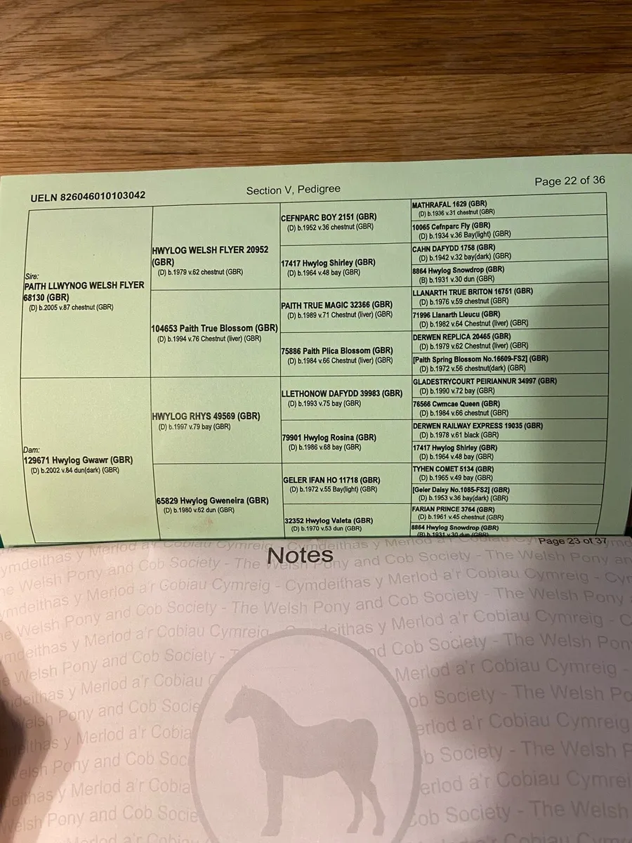 Welsh Section D For Stud - Image 4