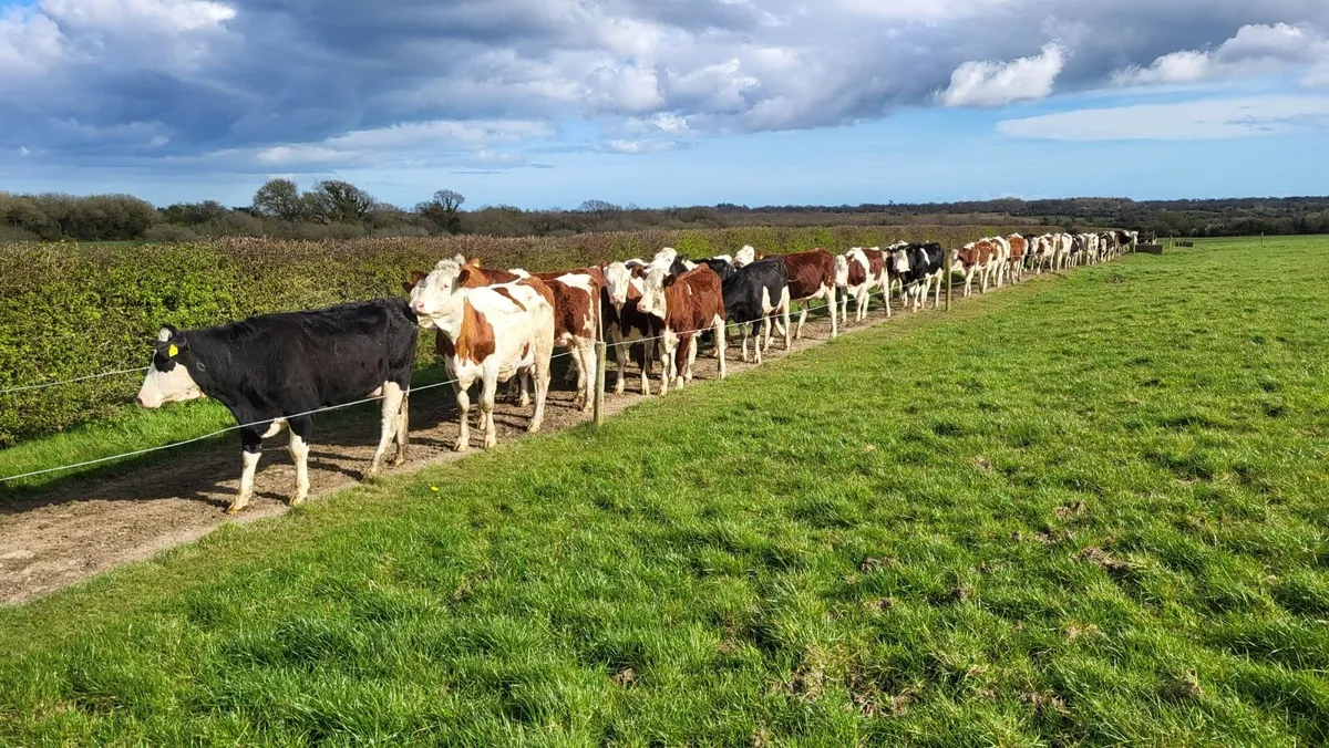 Calved Heifers Carnew Mart Thursday 16th April - Image 1