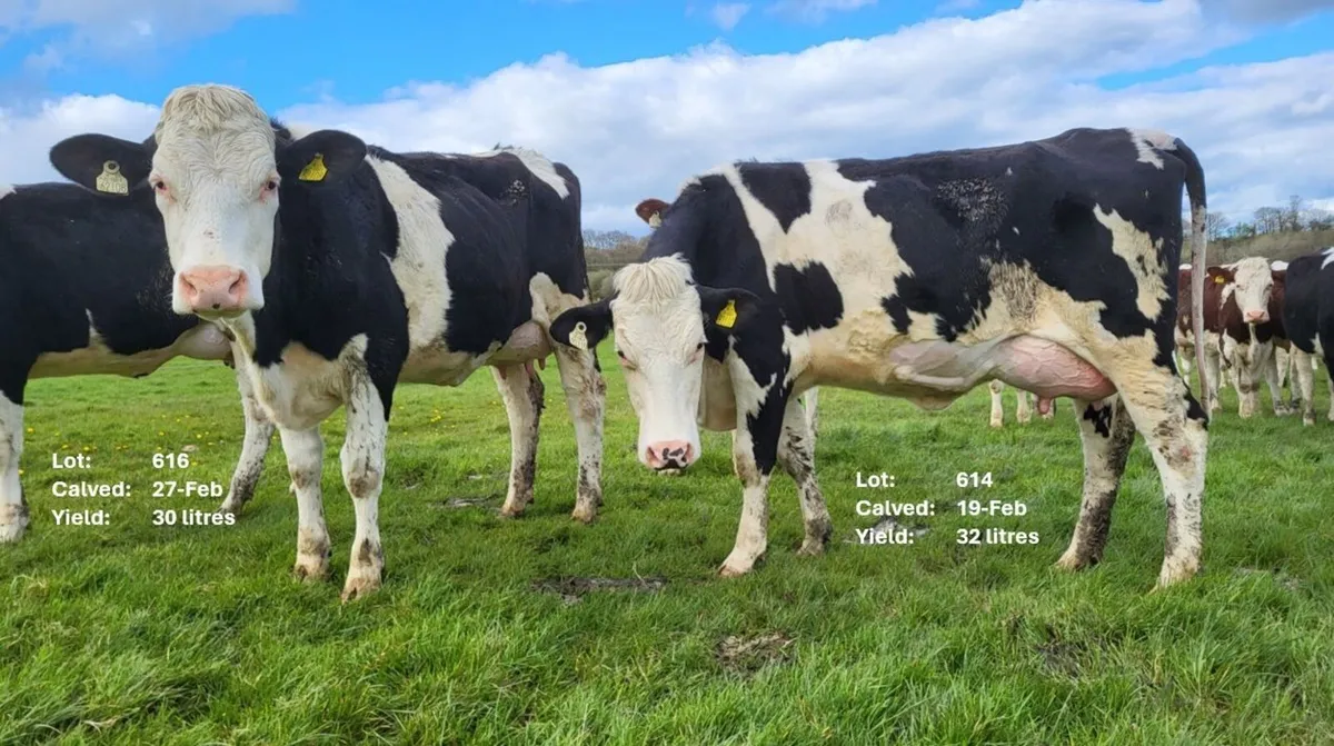 Calved Heifers Carnew Mart Thursday 16th April - Image 3