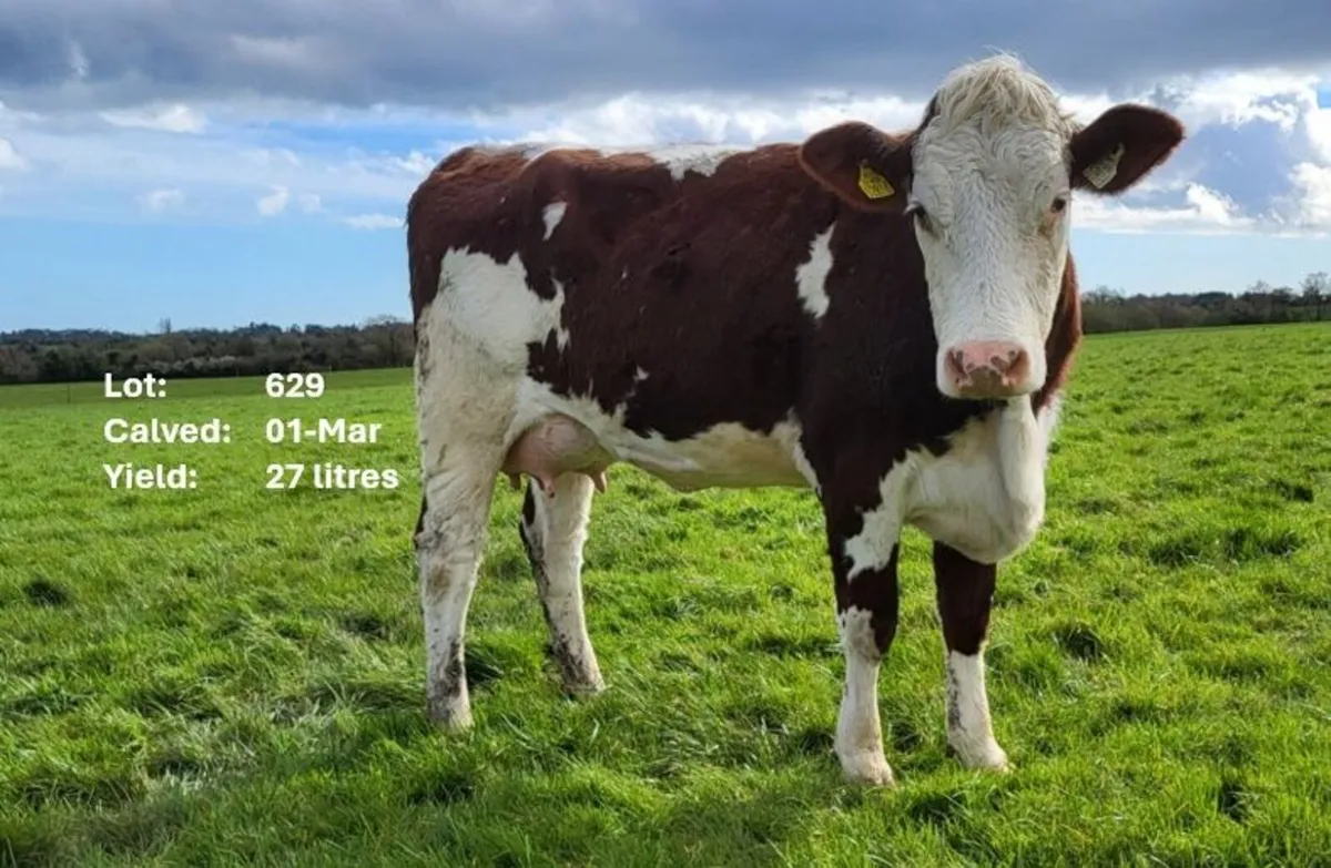 Calved Heifers Carnew Mart Thursday 16th April - Image 4