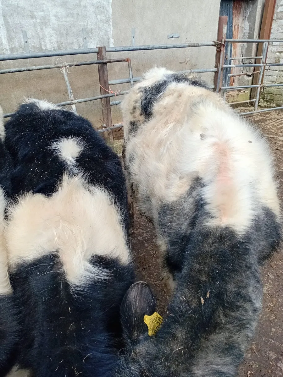 FOR Sale 5 Weanling Bulls - Image 1