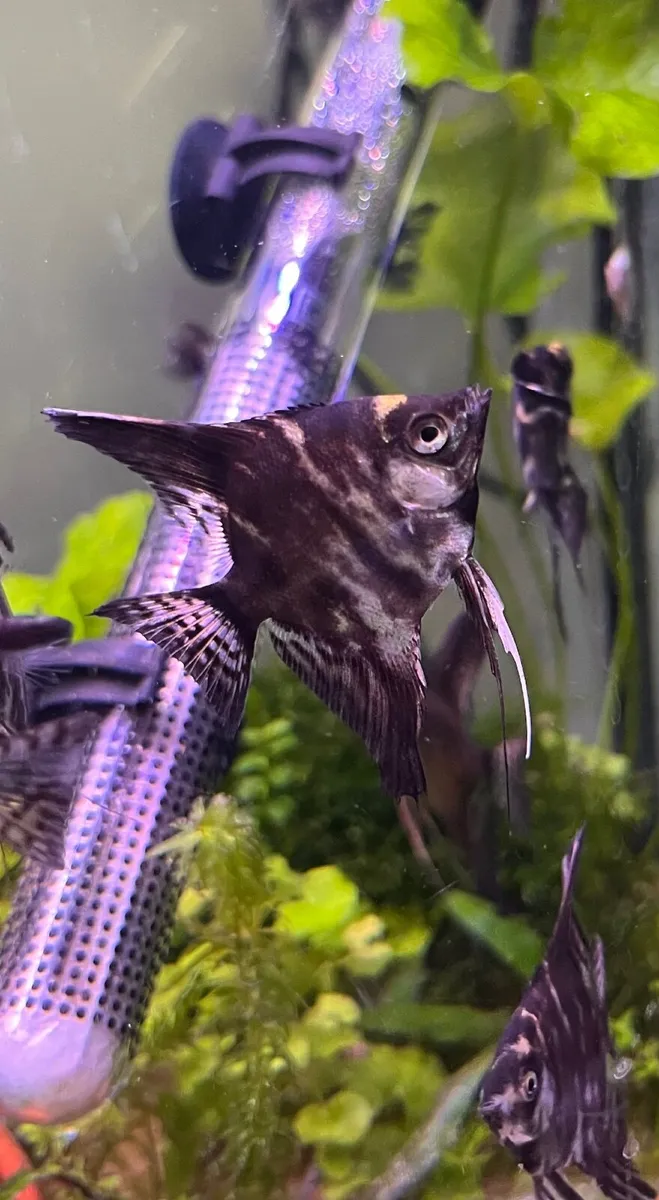 Tropical fish - Image 1