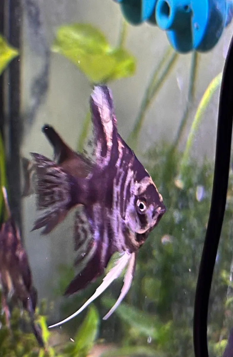 Tropical fish - Image 2