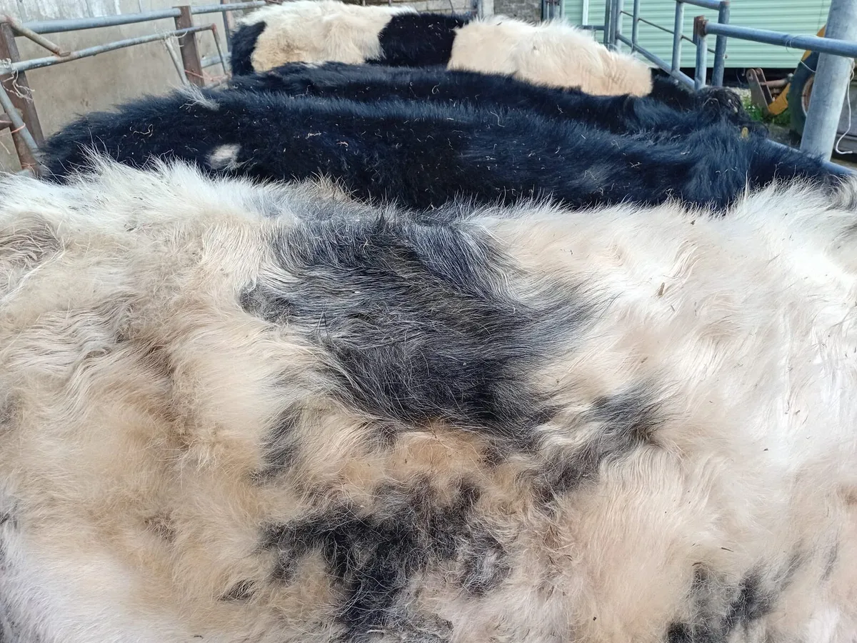 FOR Sale 5 Weanling Bulls - Image 2